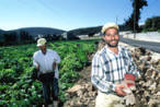 farmer photos in Palestine